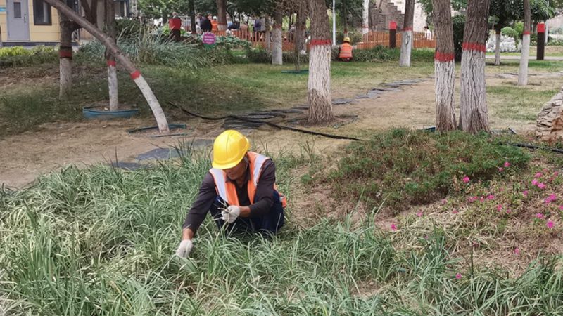 私家花园草坪铺设，价格几何？揭秘影响成本的关键因素**